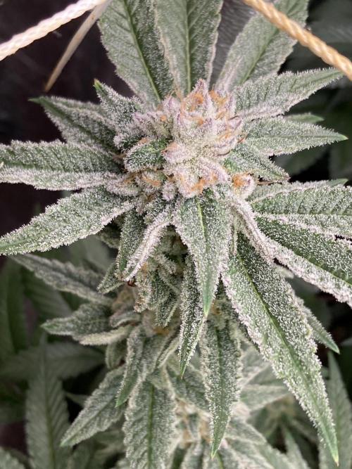 Glazed Pastries Clones (In House Gen). Week 8