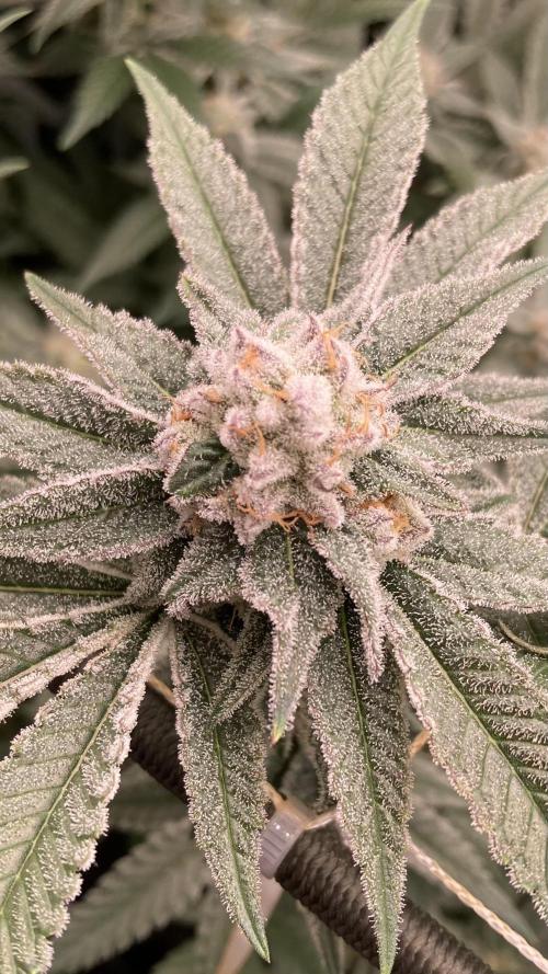 Glazed Pastries Clones (In House Gen). Week 8