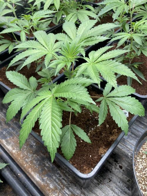 FrozayPie x MannaMountain (ttcultivator). Week 4