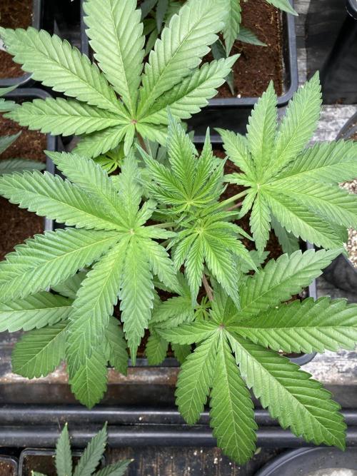 FrozayPie x MannaMountain (ttcultivator). Week 4