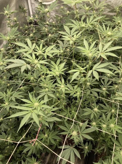 Gas Cream Runtz (LIT FARMS). Week 9