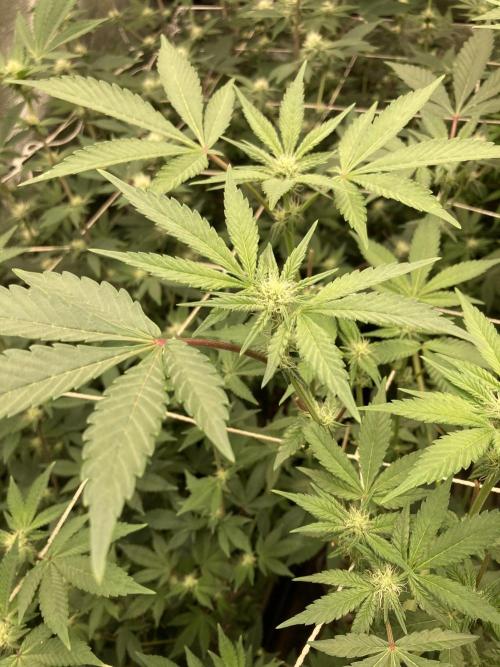 Gas Cream Runtz (LIT FARMS). Week 9