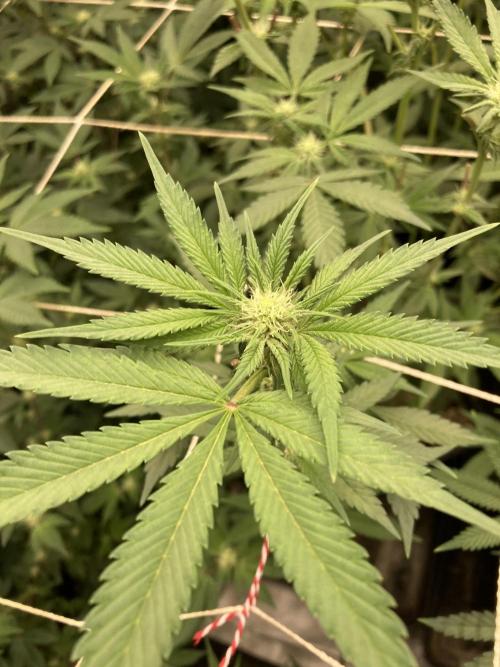 Gas Cream Runtz (LIT FARMS). Week 9