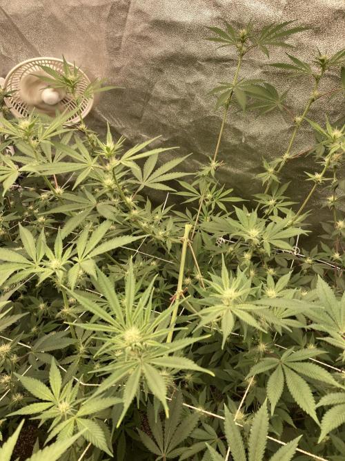 Platinum IX (In House Genetics). Week 9