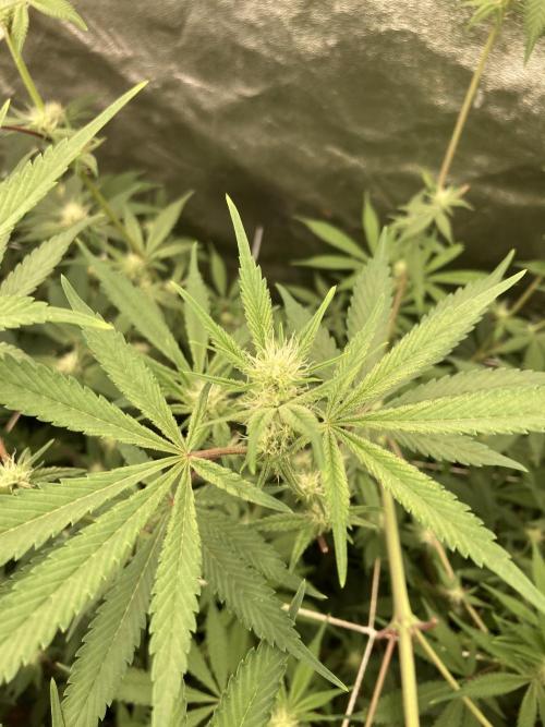 Platinum IX (In House Genetics). Week 9