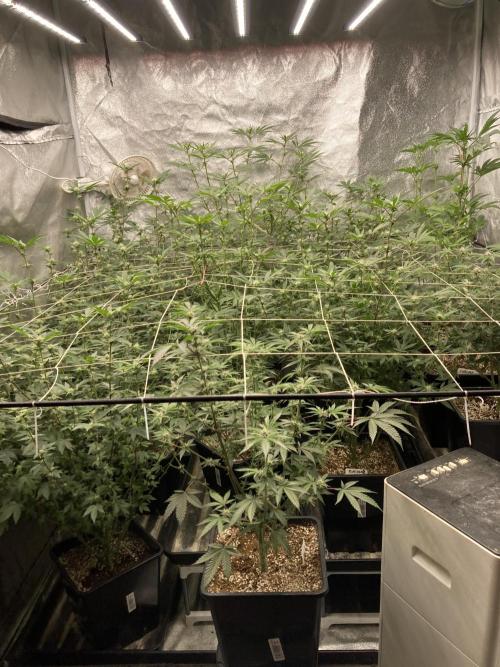 Platinum IX (In House Genetics). Week 9