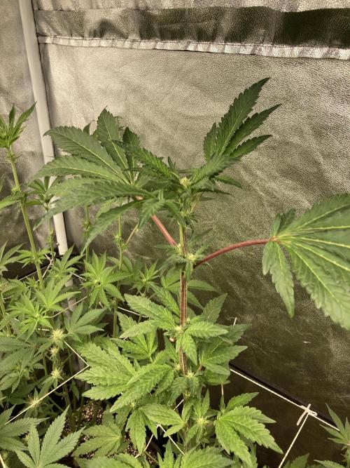 Chrome Dome (Compound Genetics). Week 9