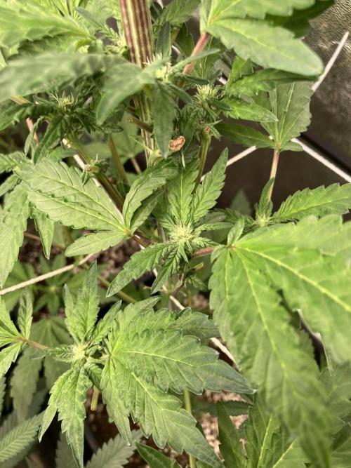 Chrome Dome (Compound Genetics). Week 9