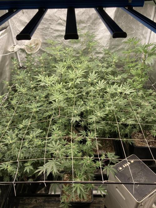 All Starz (LIT FARMS). Week 9