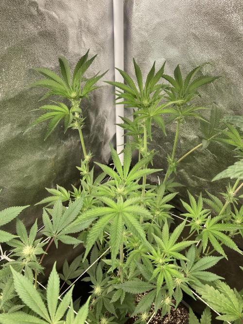 All Starz (LIT FARMS). Week 9