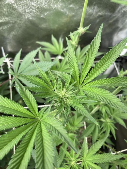 All Starz (LIT FARMS). Week 9