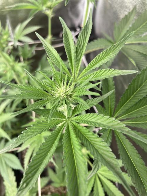 All Starz (LIT FARMS). Week 9