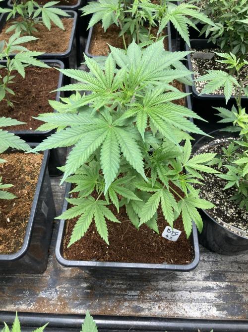 BTY47 x Manna Mountain (ttowncultivator). Week 5