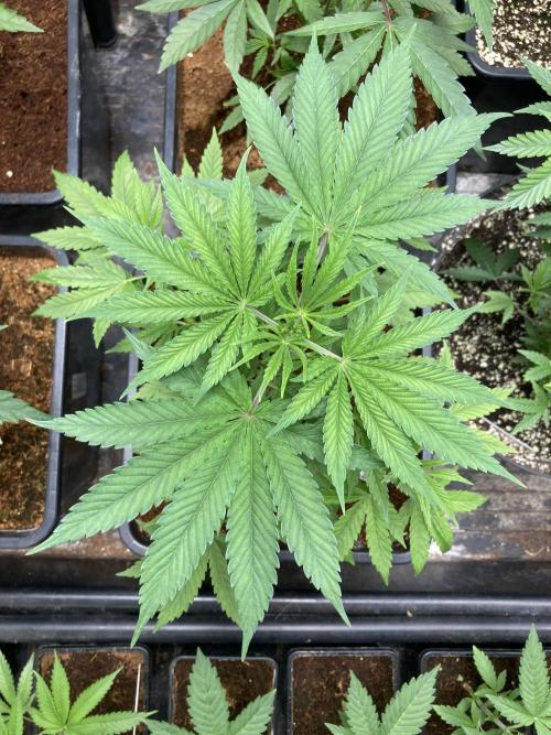 BTY47 x Manna Mountain (ttowncultivator). Week 5