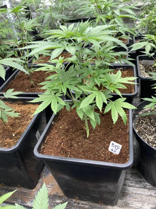 BTY47 x Manna Mountain (ttowncultivator). Week 5