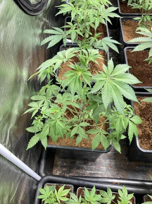 Trich Beast (Solfire Gardens). Week 6