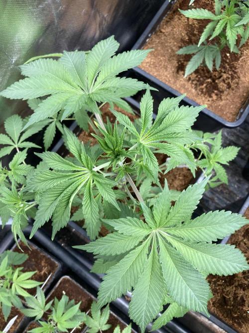 Trich Beast (Solfire Gardens). Week 6