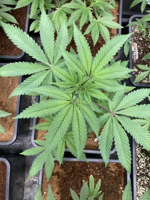 Gastini (LIT Farms). Week 6