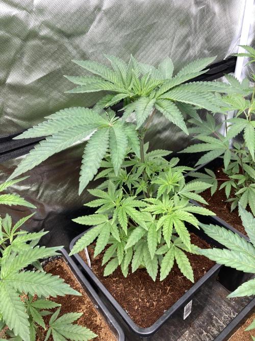 Gastini (LIT Farms). Week 6