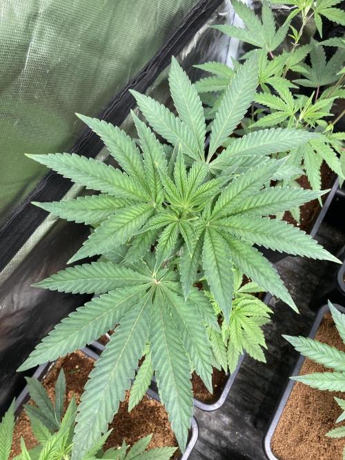 Gastini (LIT Farms). Week 6