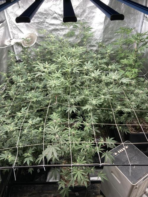 PLATINUMZ#2&3 Clones (In House Genetics). Week 4