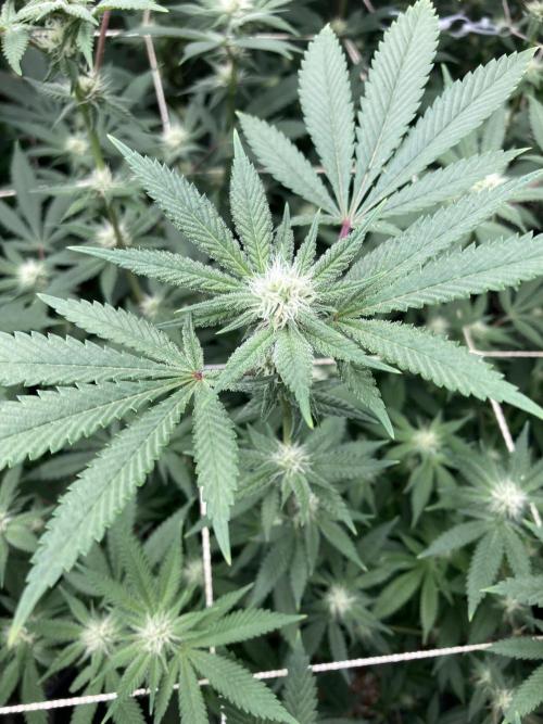 PLATINUMZ#2&3 Clones (In House Genetics). Week 4