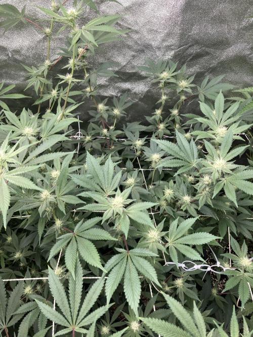 PLATINUMZ#2&3 Clones (In House Genetics). Week 4