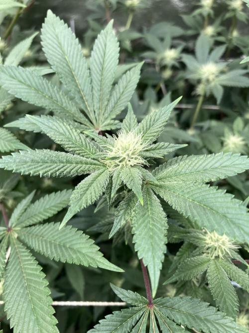 PLATINUMZ#2&3 Clones (In House Genetics). Week 4