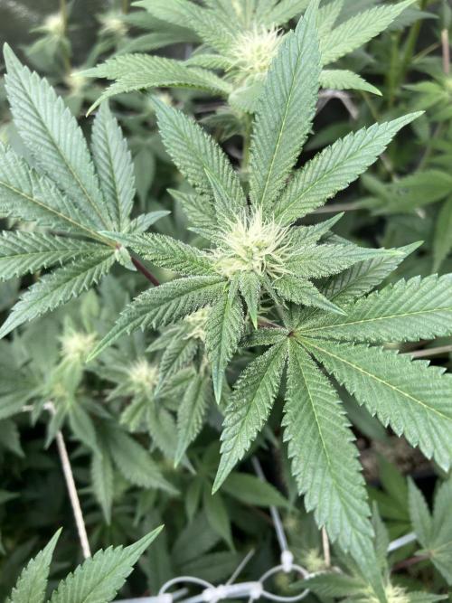 PLATINUMZ#2&3 Clones (In House Genetics). Week 4