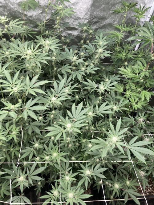 PLATINUMZ#2&3 Clones (In House Genetics). Week 4