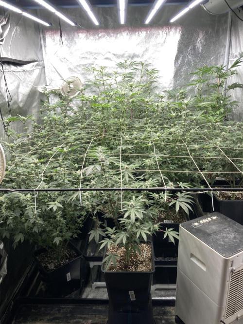 PLATINUMZ#2&3 Clones (In House Genetics). Week 4