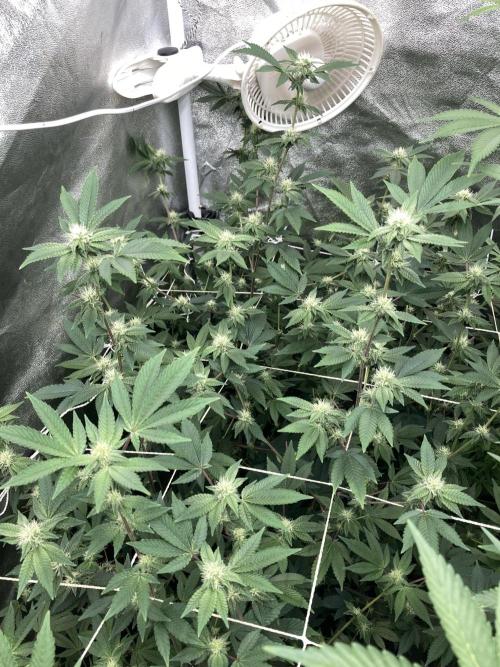 Rainbow Gelato Clones (Wizard Trees). Week 4