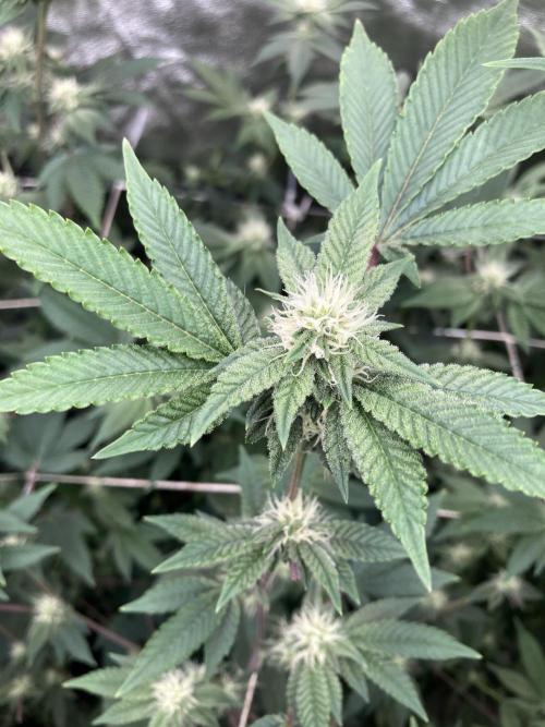 Rainbow Gelato Clones (Wizard Trees). Week 4