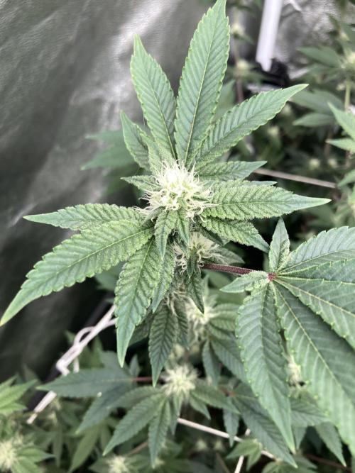 Rainbow Gelato Clones (Wizard Trees). Week 4