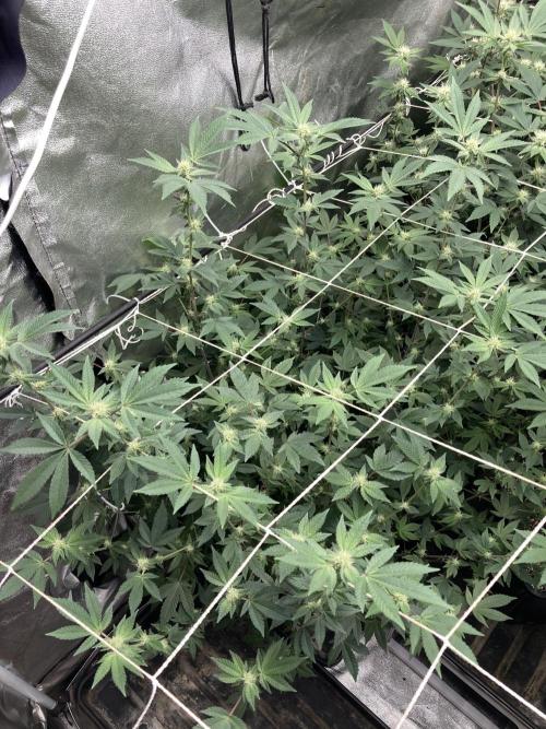 Rainbow Gelato Clones (Wizard Trees). Week 4