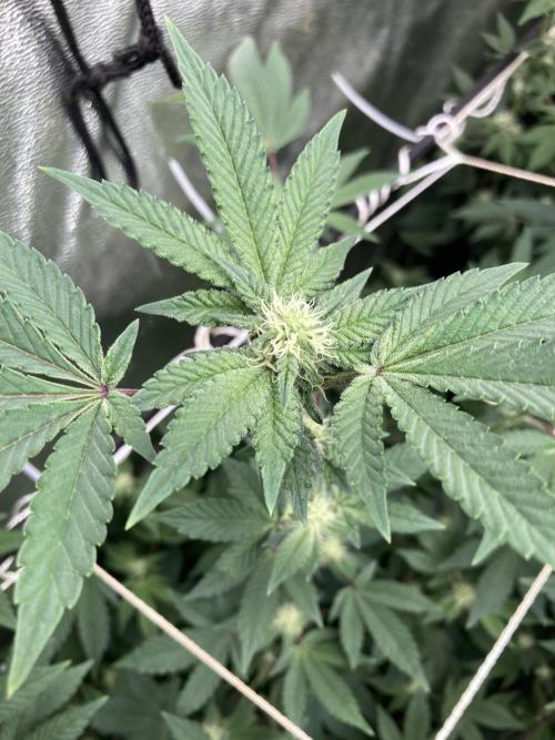 Rainbow Gelato Clones (Wizard Trees). Week 4