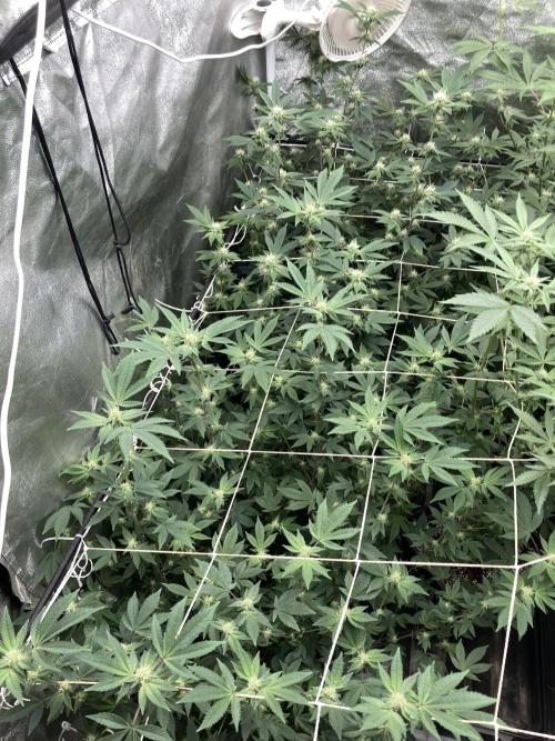 Rainbow Gelato Clones (Wizard Trees). Week 4