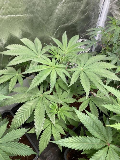 FrozayPie x MannaMountain (ttcultivator). Week 5