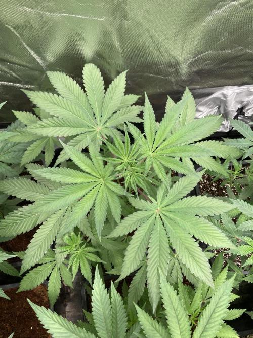 FrozayPie x MannaMountain (ttcultivator). Week 5