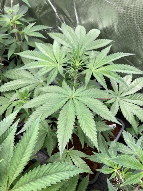 FrozayPie x MannaMountain (ttcultivator). Week 5