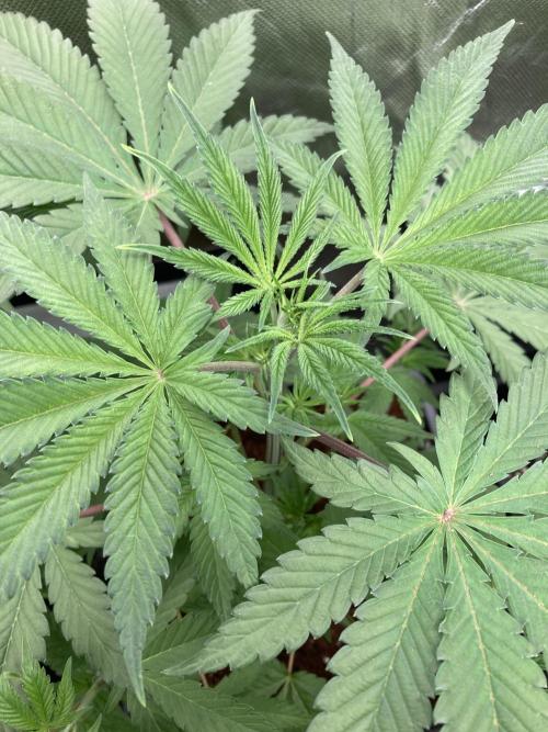 FrozayPie x MannaMountain (ttcultivator). Week 5