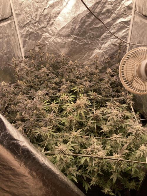 Animorph Mints ‘My Keeper Cut’. Week 9