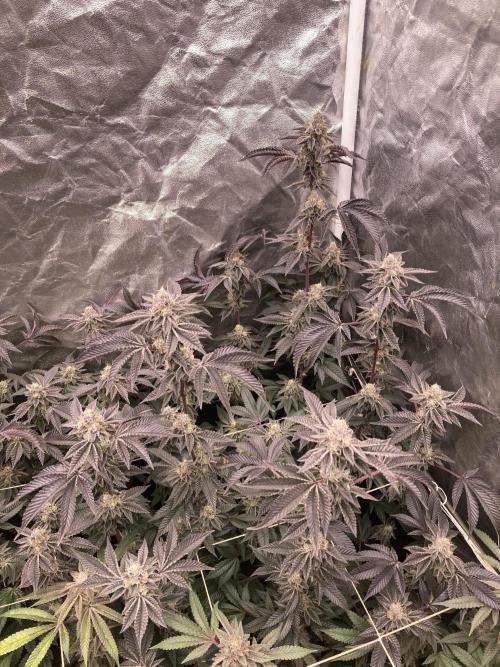 Animorph Mints ‘My Keeper Cut’. Week 9