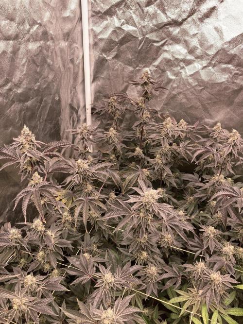 Animorph Mints ‘My Keeper Cut’. Week 9