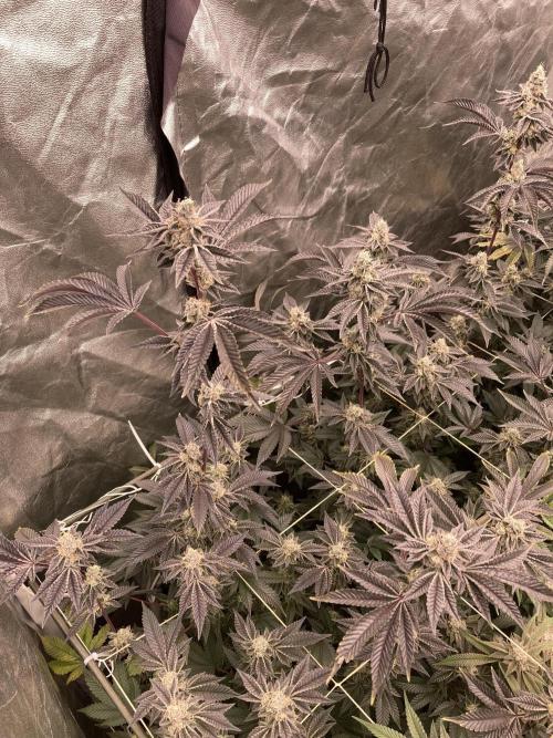 Animorph Mints ‘My Keeper Cut’. Week 9