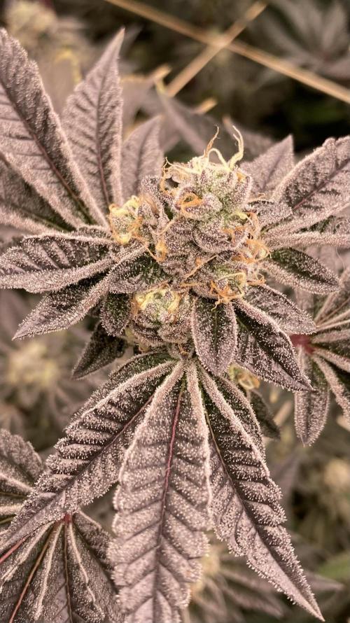 Animorph Mints ‘My Keeper Cut’. Week 9