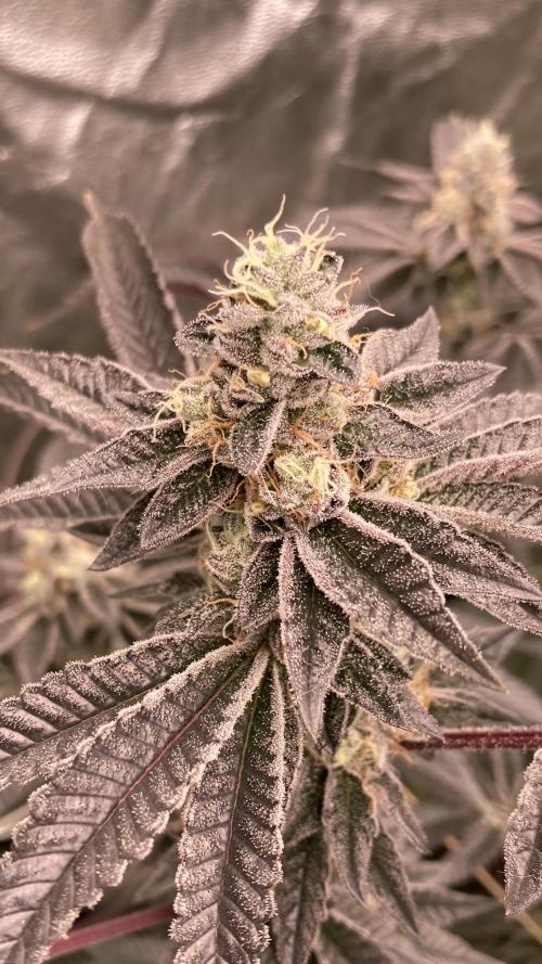 Animorph Mints ‘My Keeper Cut’. Week 9