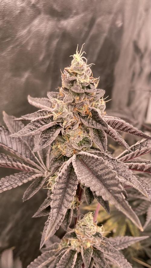 Animorph Mints ‘My Keeper Cut’. Week 9