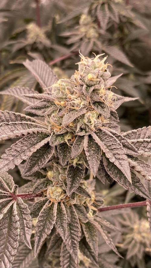 Animorph Mints ‘My Keeper Cut’. Week 9