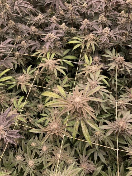 Pink Runtz x Hollywood Clones (Cookies). Week 9